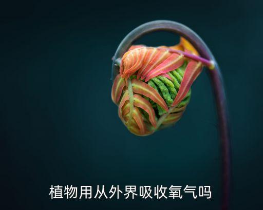 植物用从外界吸收氧气吗