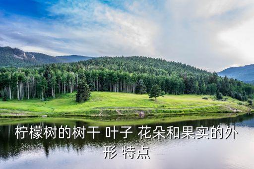 柠檬树，柠檬树的树干 叶子 花朵和果实的外形 特点