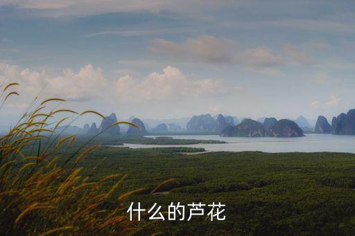 什么的小花，小学二年级什么的花儿