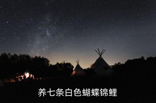养七条白色蝴蝶锦鲤