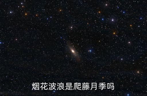烟花波浪是爬藤月季吗