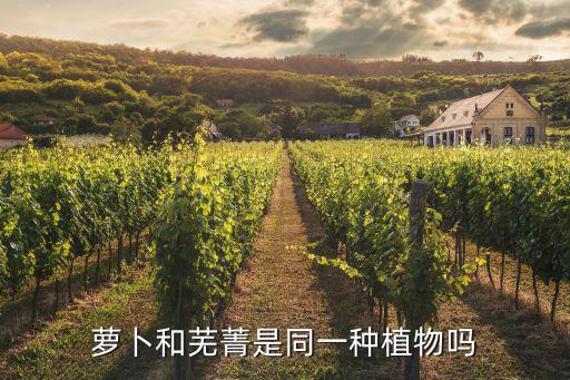 萝卜和芜菁是同一种植物吗