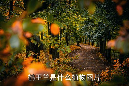 茄子花图片，什么叫旋子花有图片的链接最好