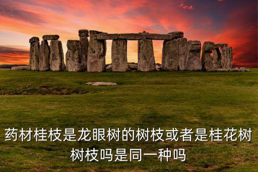 桂枝树，桂枝是什么什么是桂枝