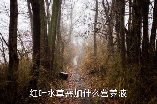红波水草，这水草叫什么名字啊