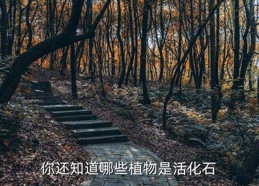 你还知道哪些植物是活化石
