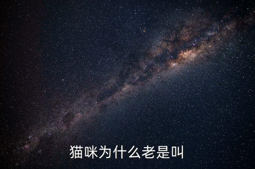 猫咪为什么老是叫