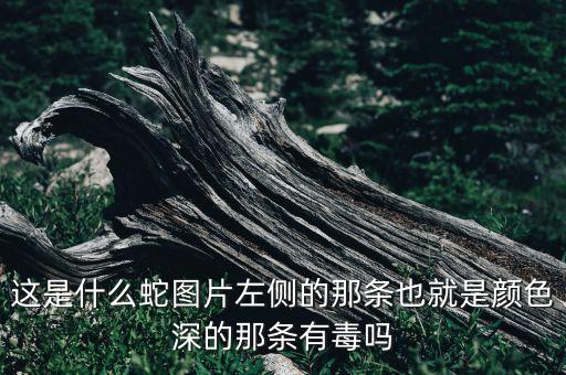 这是什么蛇图片左侧的那条也就是颜色深的那条有毒吗