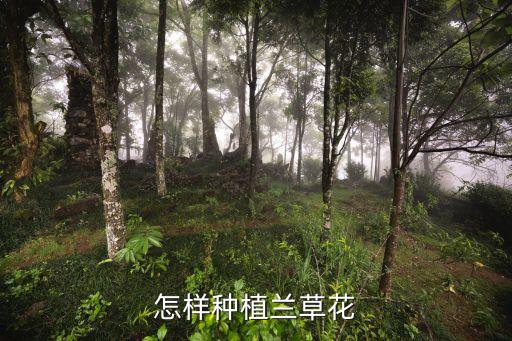 怎样种植兰草花