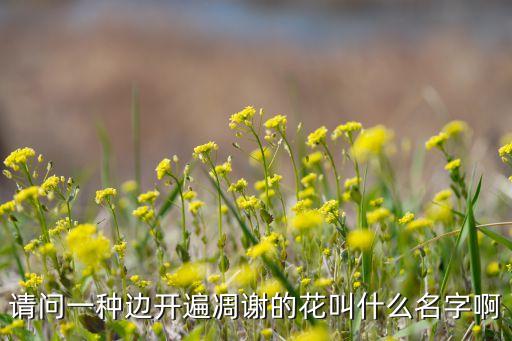 请问一种边开遍凋谢的花叫什么名字啊