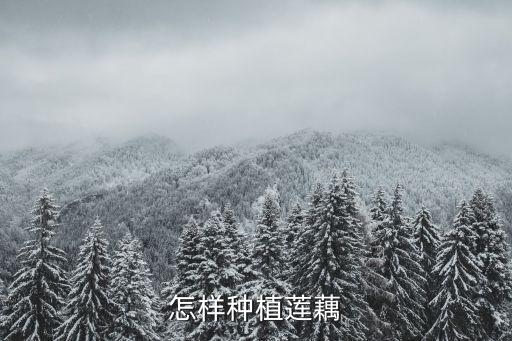 怎样种植莲藕