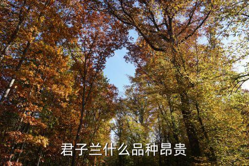 君子兰什么品种昂贵