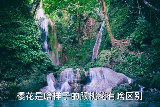 樱花的样子，樱花是啥样子的跟桃花有啥区别