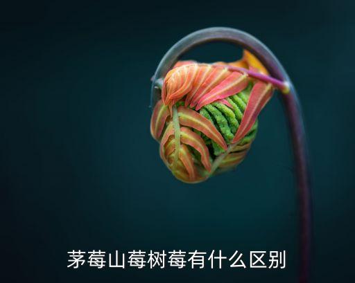 茅莓，茅莓山莓树莓有什么区别