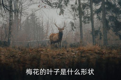 梅花的叶子是什么形状