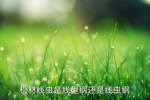 松材线虫，松材线虫是线型纲还是线虫纲