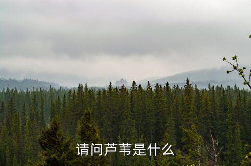 请问芦苇是什么