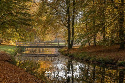 羊驼哪里有