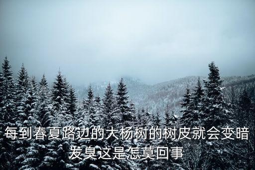 每到春夏路边的大杨树的树皮就会变暗发臭这是怎莫回事
