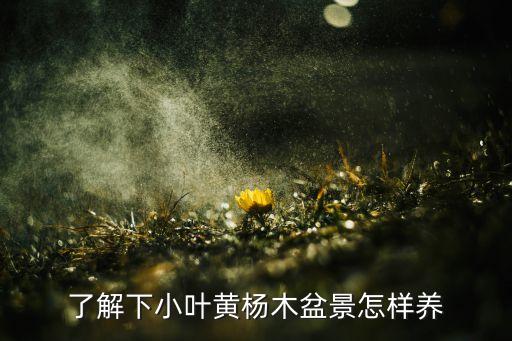 小叶黄杨盆景，了解下小叶黄杨木盆景怎样养