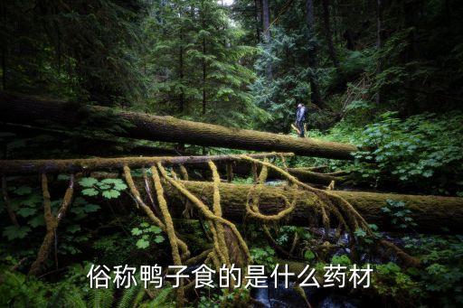 山莴苣，俗称鸭子食的是什么药材