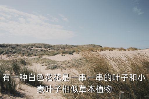 沿阶草，这种植物是什么 有什么习性 是否喜光