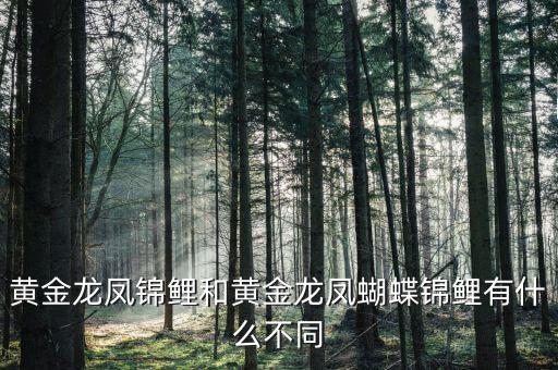黄金龙凤锦鲤和黄金龙凤蝴蝶锦鲤有什么不同