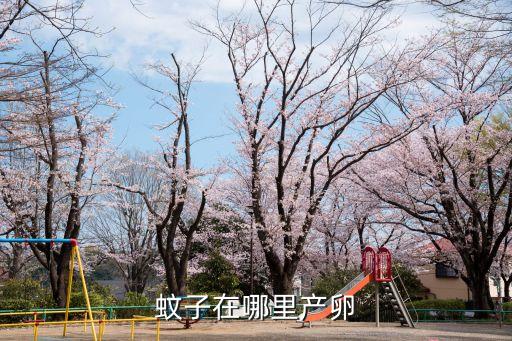 蚊子在哪里产卵