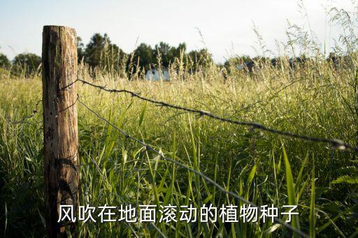风滚草在中国叫什么，那种生命力极强的植物被称为草原流浪汉