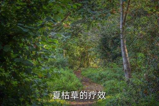 夏枯草功效作用，夏枯草的功效与作用
