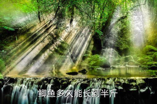 鲫鱼多久能长到半斤