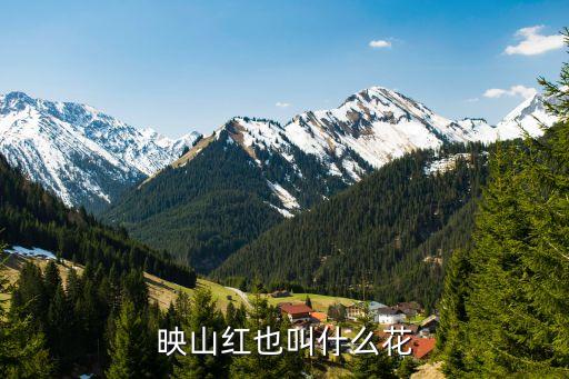 映山红也叫什么花