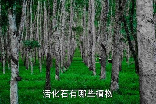 活化石有哪些植物