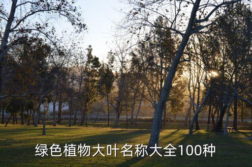 绿色植物大叶名称大全100种