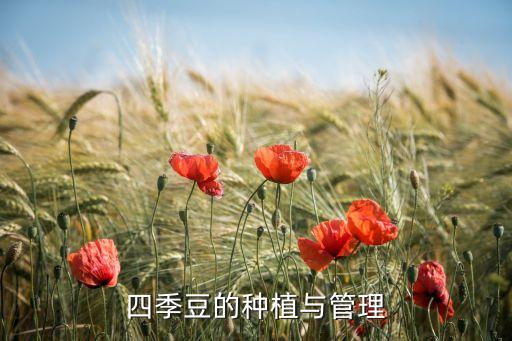 四季豆的种植与管理
