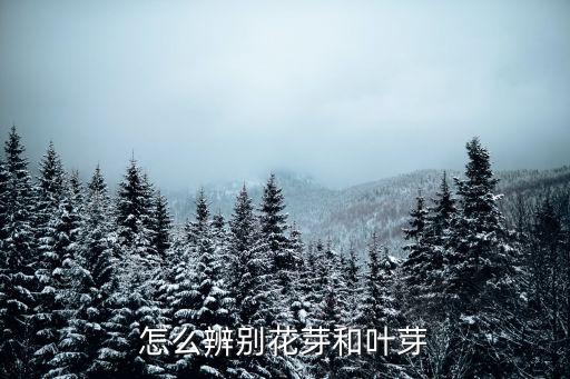 怎么辨别花芽和叶芽