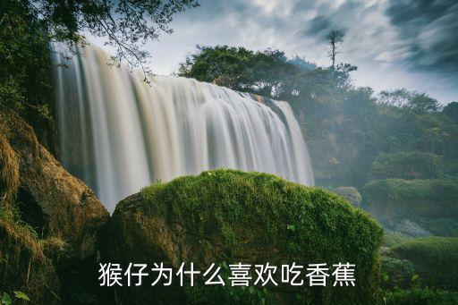 猴仔为什么喜欢吃香蕉