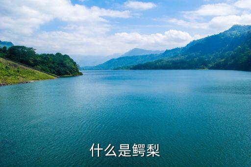 什么是鳄梨