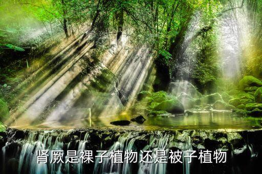 肾厥是裸子植物还是被子植物