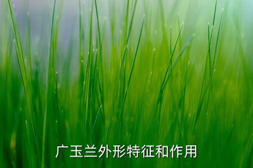 广玉兰外形特征和作用