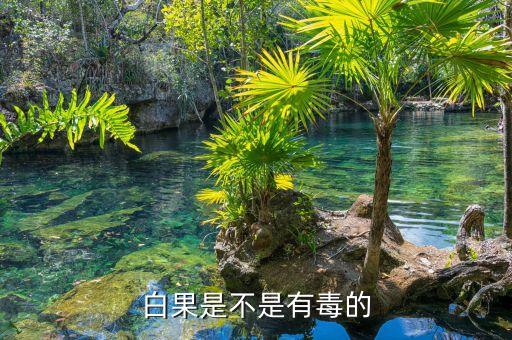 银杏有毒吗，白果是不是有毒的