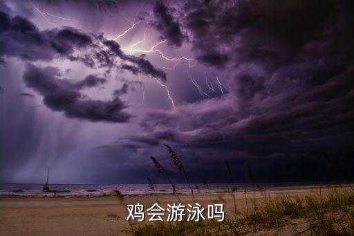 鸡会游泳吗