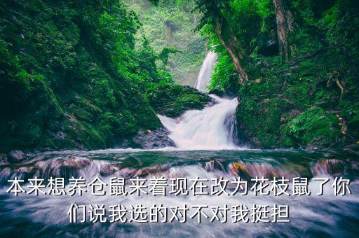 花枝鼠认主人吗，惠比特能护卫吗对主人的忠实程度