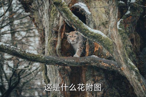 这是什么花附图
