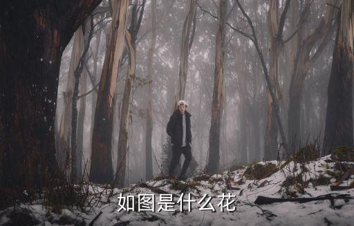 如图是什么花