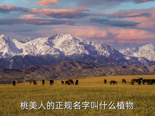 桃美人的正规名字叫什么植物