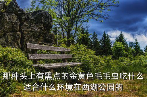 毛毛虫吃什么，那种头上有黑点的金黄色毛毛虫吃什么适合什么环境在西湖公园的