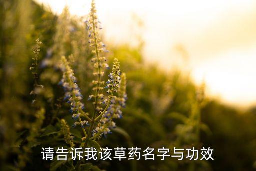 中药连翘图片，请告诉我该草药名字与功效