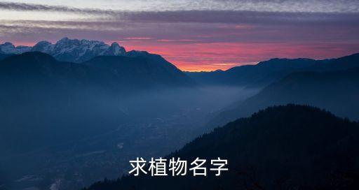 求植物名字