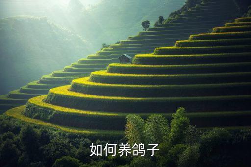 如何养鸽子